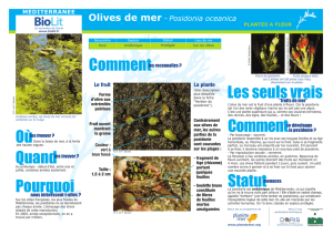 Olives de mer - Posidonia oceanica