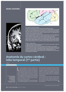 Cortex lobe temporal - site de l`association GENS