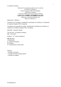 Glandes surrénales - Université de Constantine 3
