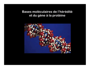 Bases moléculaires de l`hérédité et du gène à la protéine