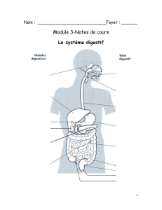 Module 3-Notes de cours Le système digestif