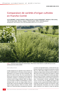 Comparaison de variétés d`origan cultivées en Franche