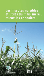 Les insectes nuisibles et utiles du maïs sucré : mieux - Agri