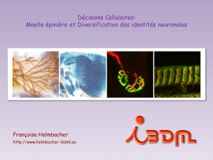 Cours Helmbacher M1 Decisions Cellulaires 2013
