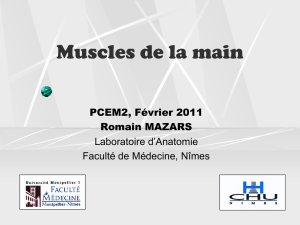 Muscles intrinsèques