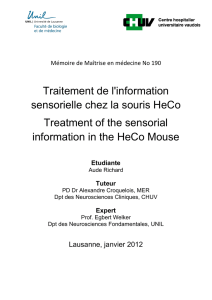Traitement de l`information sensorielle chez la souris - Serval