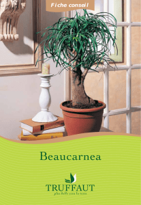 Beaucarnea