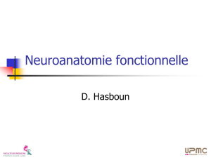 Neuroanatomie fonctionnelle
