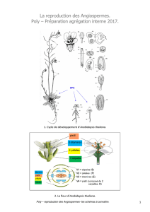 La reproduction des Angiospermes