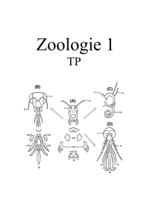 TP1 – Zoologie comparée