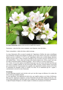 La ronce frutescente (Rubus fruticosus) de la famille des rosacées