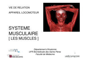 systeme musculaire