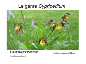 Cypripedium - Orchidée 91
