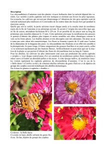 Description Les chrysanthèmes d`automne sont des plantes vivaces