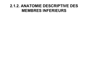 Anatomie PARTIE 3a Membres inferieurs