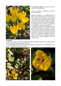 La sternbergie jaune (Sternbergia lutea) de la famille des