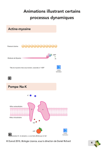 Animations illustrant certains processus dynamiques