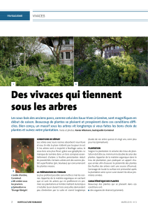 des vivaces qui tiennent sous les arbres