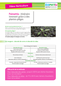 Poinsettia : itinéraire innovant grâce à des plantes