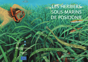 les herbiers sous-marins de posidonie - Seagrass
