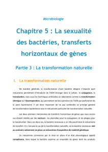 La sexualité des bactéries, transferts horizontaux de