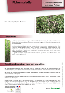 Fiche maladie - Chambre Régionale d`agriculture Languedoc