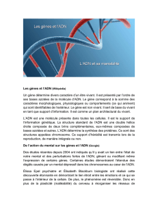 Les gènes et l`ADN (Wikipédia) Un gène