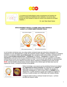 lungs – bronchia – pleura