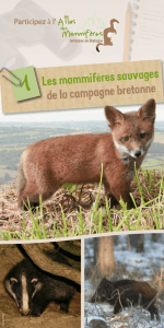 "Les mammifères sauvages de la campagne bretonne" Fichier pdf