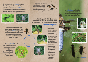 Un petit guide pour mieux connaître les libellules