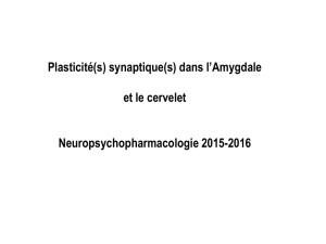 Plasticité(s) synaptique(s) dans l`Amygdale et le cervelet