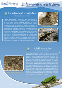 Salamandres et Tritons - Educatif eau et rivières