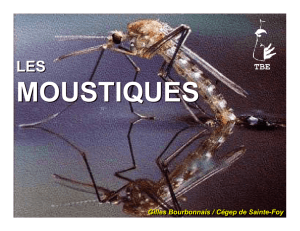 Les moustiques - Cégep de Sainte-Foy