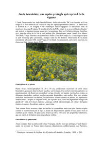 Inula helenioides, une espèce protégée qui reprend de la vigueur