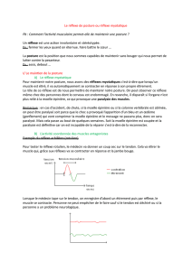 Le réflexe de posture ou réflexe myotatque Pb