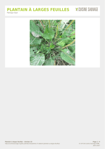 plantain à larges feuilles