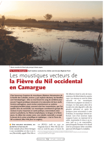 La Fièvre du Nil occidental en Camargue / Insectes n° 146