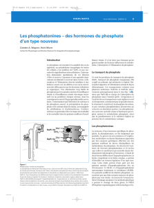 Les phosphatonines – des hormones du phosphate d`un type nouveau