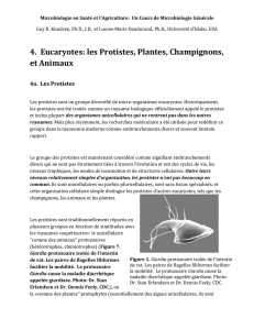 4. Eucaryotes: les Protistes, Plantes, Champignons, et Animaux