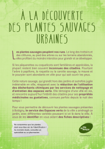 Les plantes sauvages peuplent nos rues. Le long