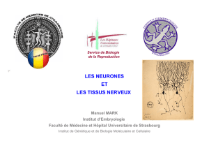 LES NEURONES ET LES TISSUS NERVEUX