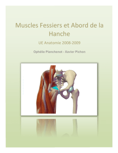 Muscles Fessiers et Abord de la Hanche3