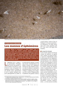 Les mannes d`éphémères / Insectes n° 160