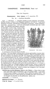 Le Chamcepeuee diaeantha fleurit en juin