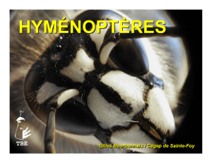 hyménoptères - Cégep de Sainte-Foy