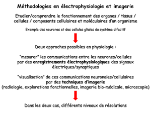Méthodologies en électrophysiologie et imagerie