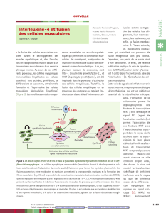 Interleukine-4 et fusion des cellules musculaires - iPubli