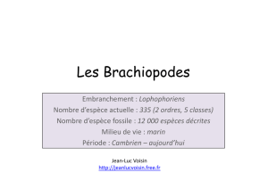Les Brachiopodes - Jean-Luc Voisin
