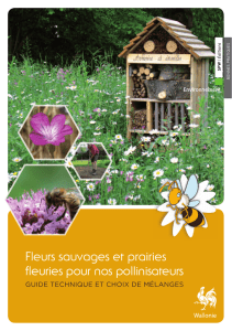 Fleurs sauvages et prairies fleuries pour nos pollinisateurs