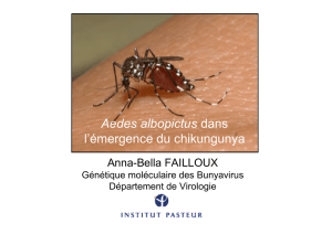 Aedes albopictus dans l`émergence du chikungunya